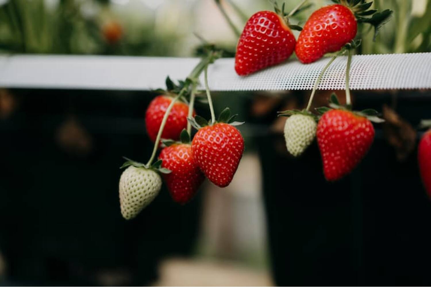 Aardbeien Prestige 500gr